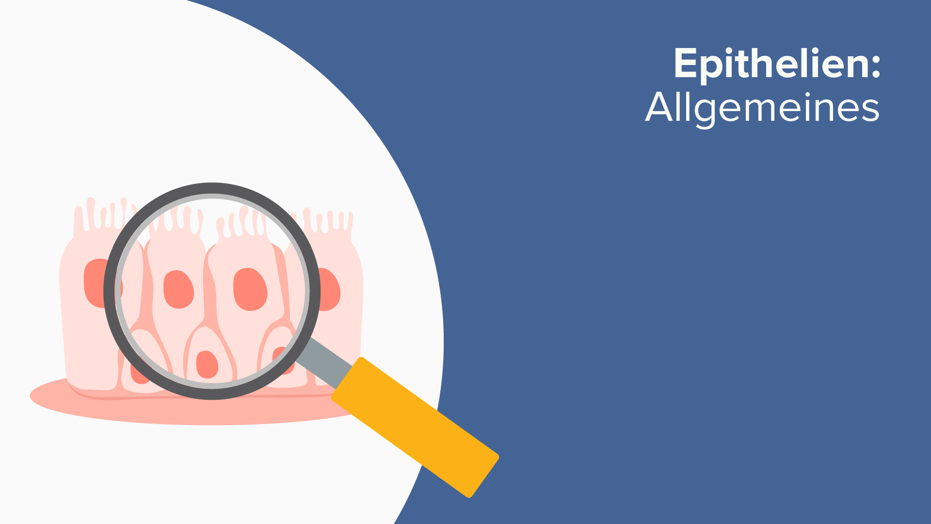 Details Zellkontakte Beispiele zur Zonula Occludens Lecturio