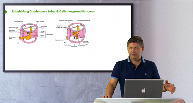 Nervus Abducens. Medizinischen Suche