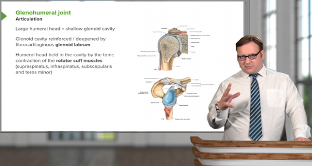 Upper Limb Anatomy | Try Online Course for Free!