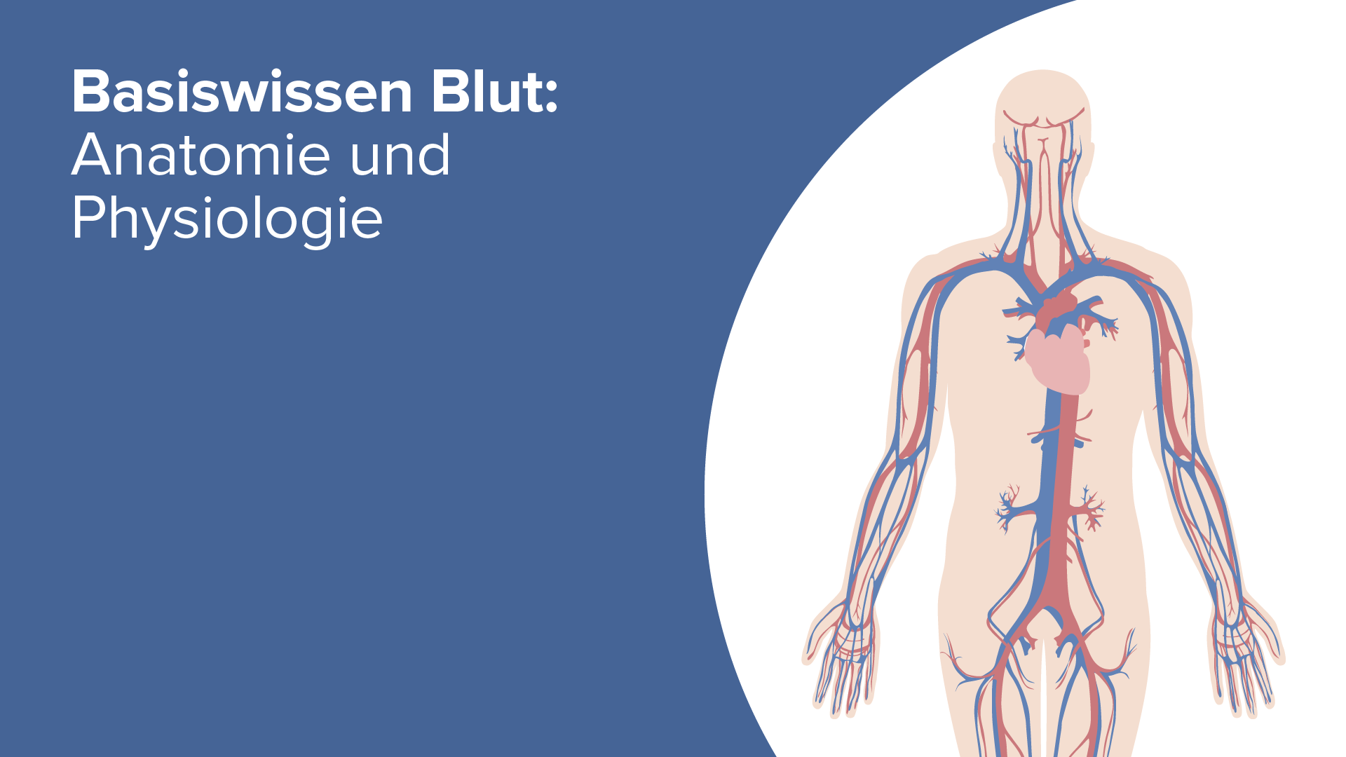 Blut: Zusammensetzung – Online Video Kurs | Lecturio