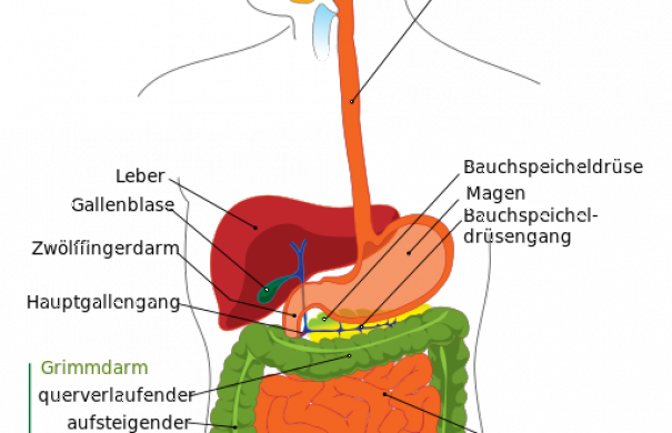 Verdauung | Medizin-Lexikon | Online Lernen Mit Lecturio