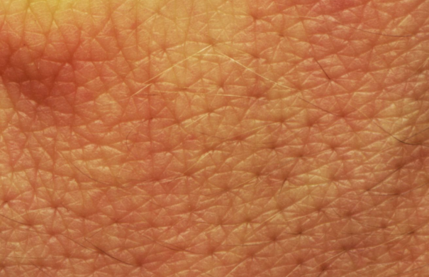 Haut MedizinLexikon Online Lernen mit Lecturio