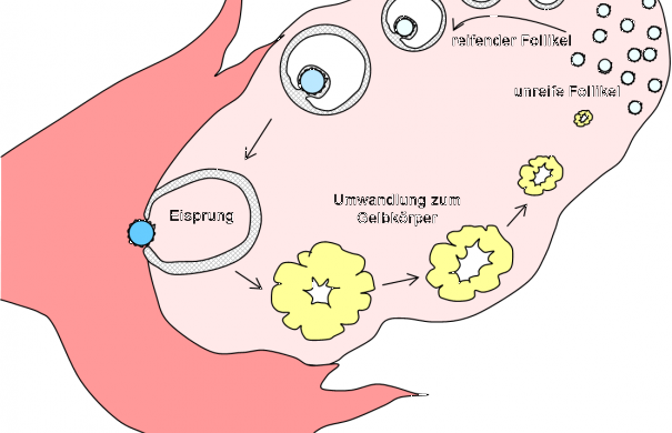 Menstruation, Periode, Zyklus, Regelblutung, Menses