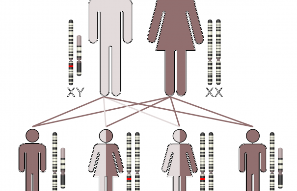 Chorea Huntington Vererbung Durch Vater Vererbung | Medizin-Lexikon | Online Lernen mit Lecturio