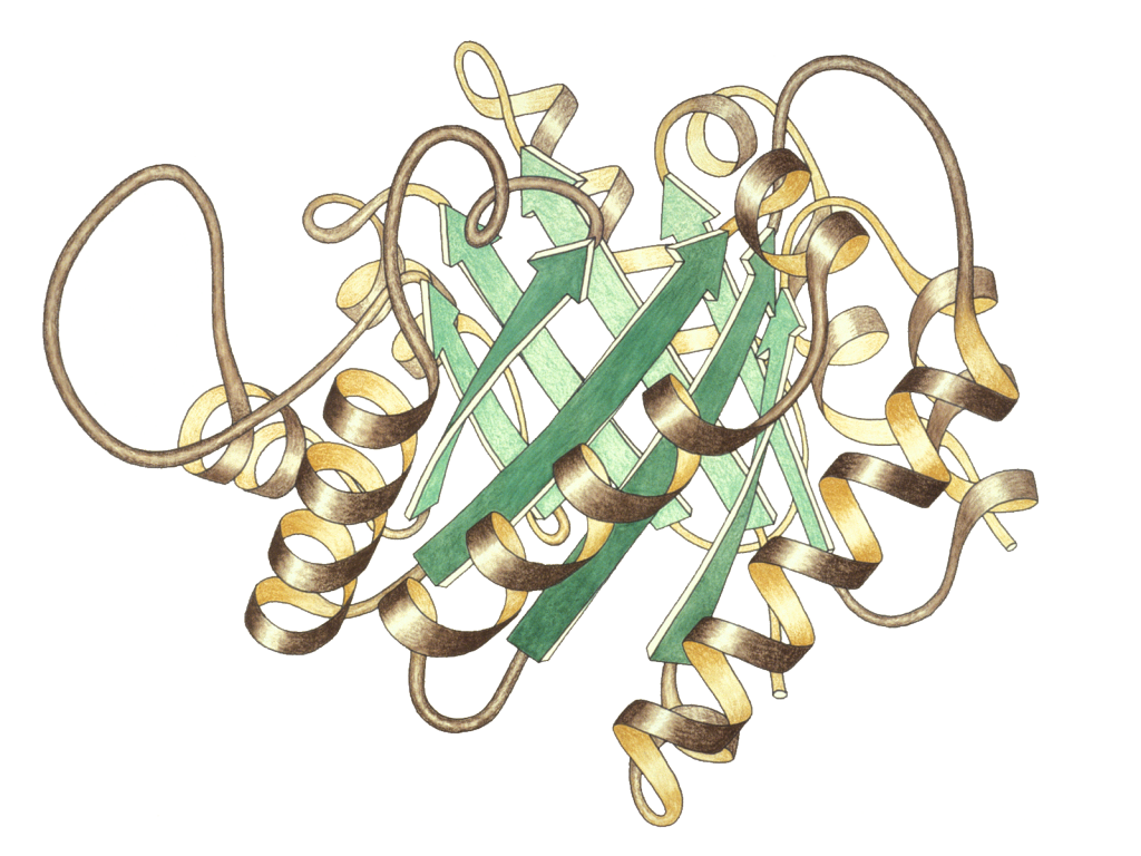 Enzyme, Fermente | Medizin-Lexikon | Online Lernen