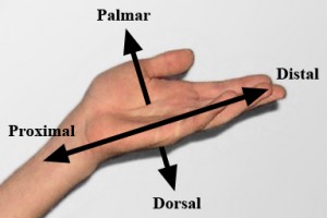 Bild: “A simple hand, showing anatomical directions” von Esseh. Lizenz: CC BY 3.0