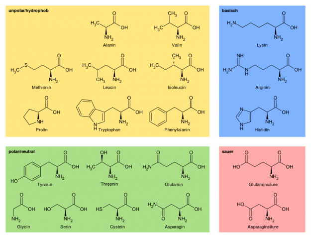 Übersicht der 20 proteinogenen Aminosäuren nach Eigenschaften gruppiert