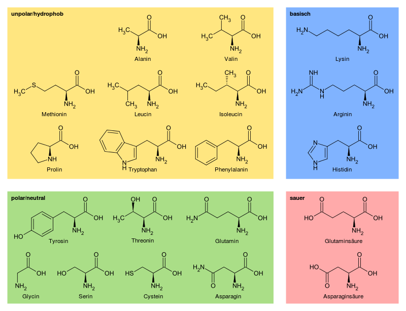 Aminos uren Und Proteine