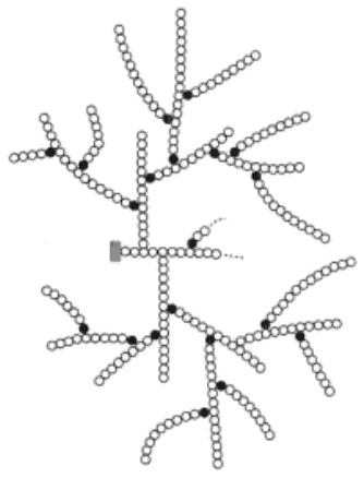 Aufbau eines Glycogen-Moleküls mit angelagerten Glucose-Molekülen (schematisch nach Whelan). Das Rechteck ist das Glycogenin und die schwarzen Kreise die α-1,4-glykosidischen Bindungen. Aus: Doenecke, Detlef: Karsons Biochemie und Pathobiochemie. Thieme, 2005. S. 241