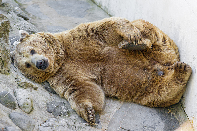 das-ist-ein-entspannter-baer