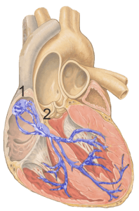 Schema des Herzens mit Erregungsleitungssystem in blau. (1) Sinusknoten, (2) AV-Knoten