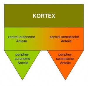 Abbildung: Autonomes vs. somatisches Nervensystem. Es wird ersichtlich, dass die Polarität lediglich in der Peripherie aufrechtzuerhalten ist. Auf zentraler Ebene sind die Systeme kaum, auf kortikaler Ebene gar nicht mehr trennbar.