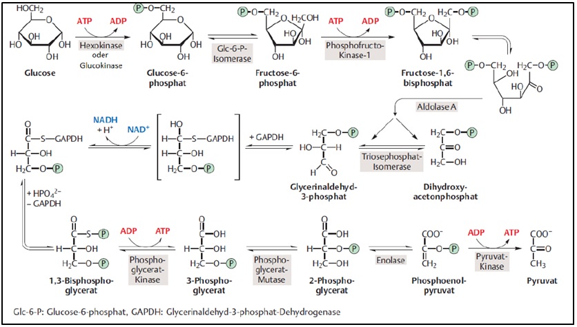 Glykolyse