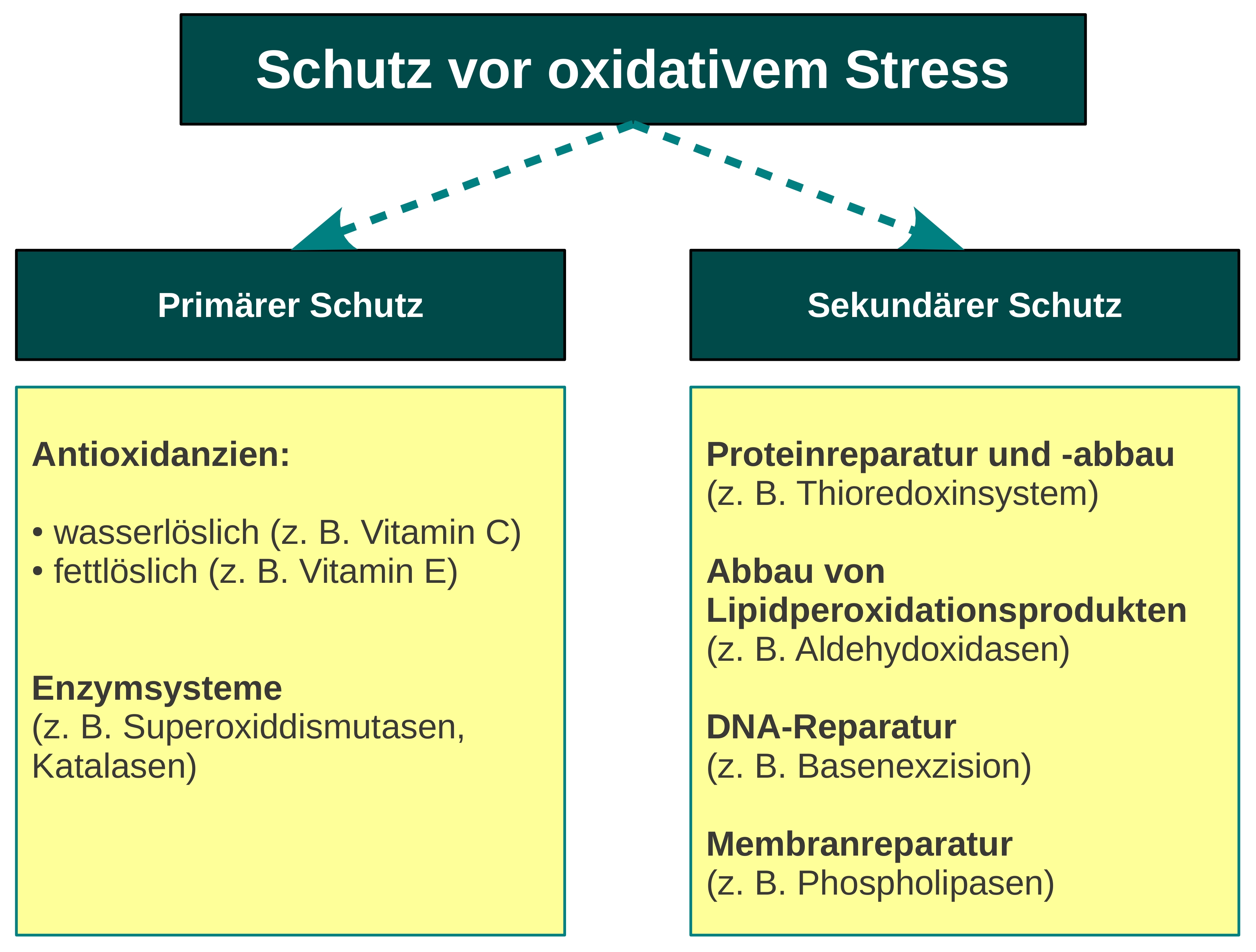 diese-abbildung-zeigt-was-vor-oxidativem-stress-schuetzt