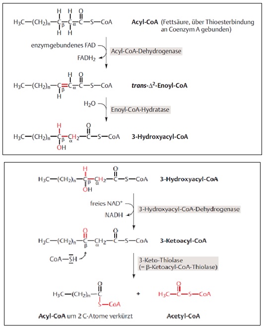 Abbildung 1: Reaktionsschritte der beta-Oxidation, Quelle: Rassow et al.: Duale Reihe Biochemie 3. Auflage, Thieme-Verlag, Stuttgart 2012, S. 125