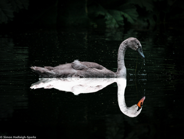 das ist ein schoener und ein haesslicher schwan