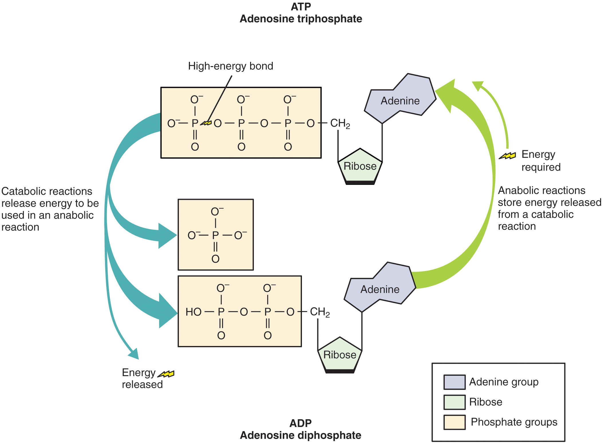 adenosintriphosphat-atp-energieeinheit-des-lebens-lecturio