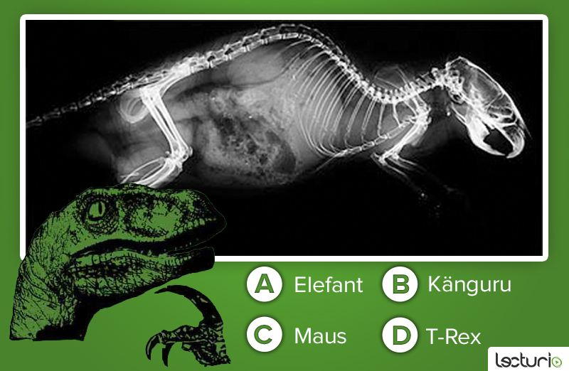 das ist ein quiz zum roentgenbild eines tiers