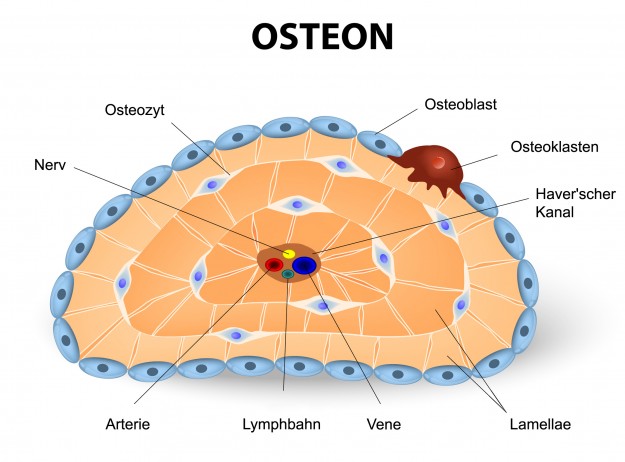 Osteon – Entstehung und Struktur