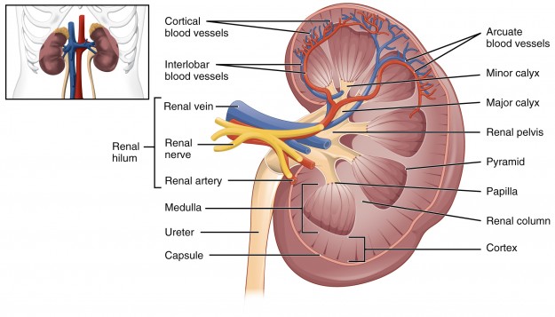 Struktur der Niere