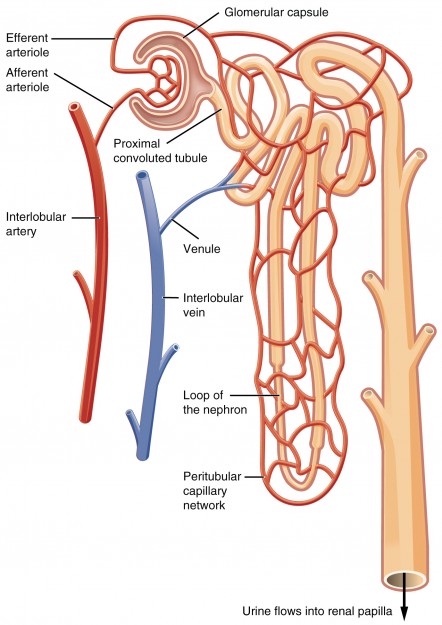 Blutfluss im Nephron