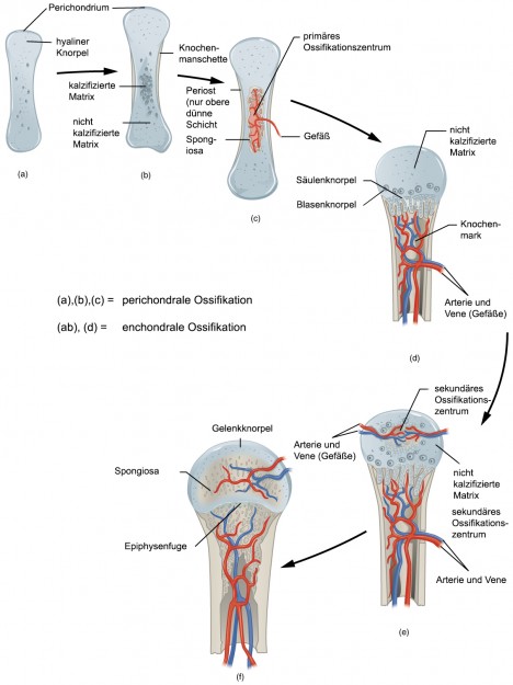 Knochenbildung (Chondrale Ossifikation)