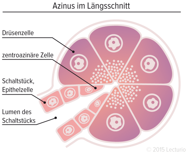 Azinus Pankreas