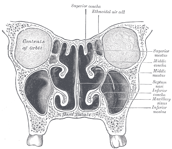 Nasengänge: Schematische anatomische Darstellung (Querschnitt)