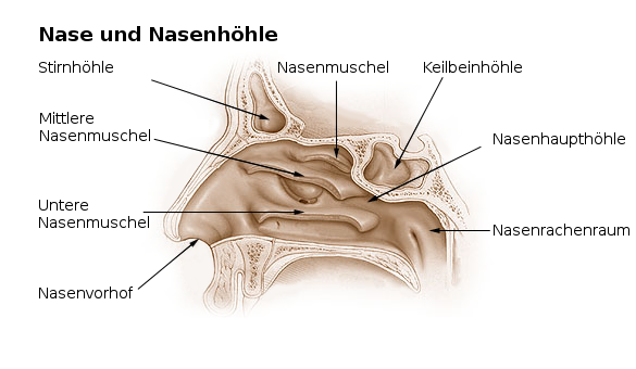 Nase und Nasenhöhle: Schematische anatomische Darstellung (Längsschnitt)