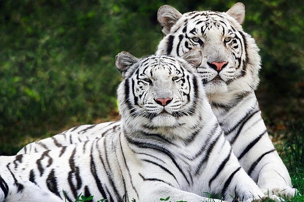 das sind zwei weiße tiger