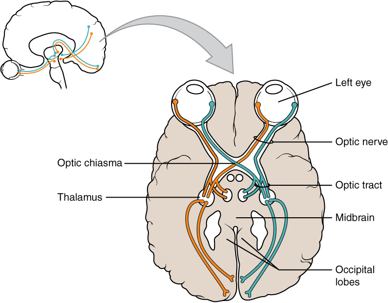 2. Optischer Hirnnerv (nervus opticus): Schematische Darstellung inkl. optischem Apparat