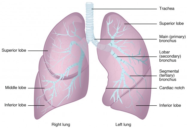 Schematische Abbildung der Lungenflügel