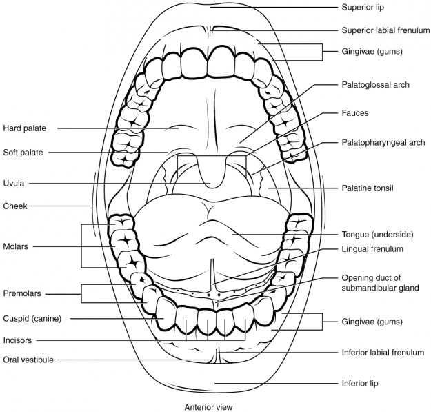 Mundhöhle: Anatomische Darstellung mit Bezeichnungen