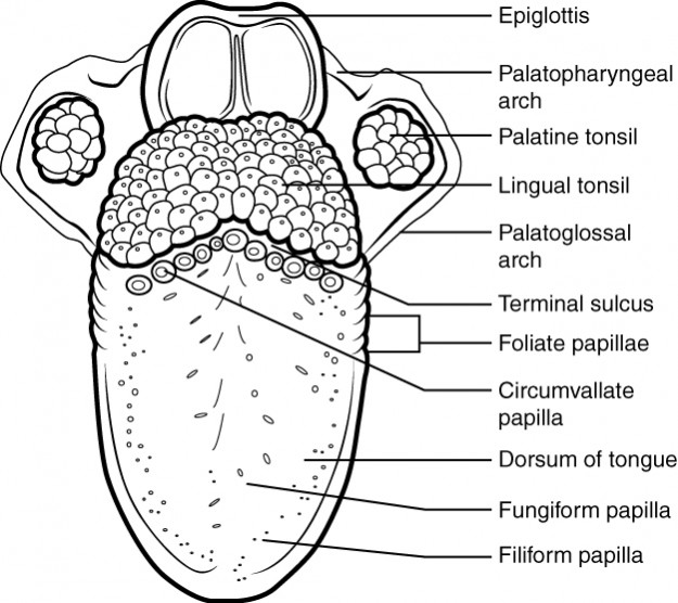 Anatomische Darstellung der Zunge