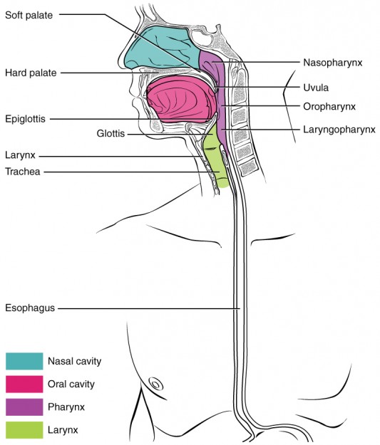 Pharynx: Rachen (Anatomische Darstellung)