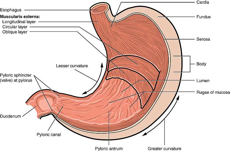 Illustration der Anatomie und Physiologie des Magens