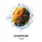 T Lymphozyten