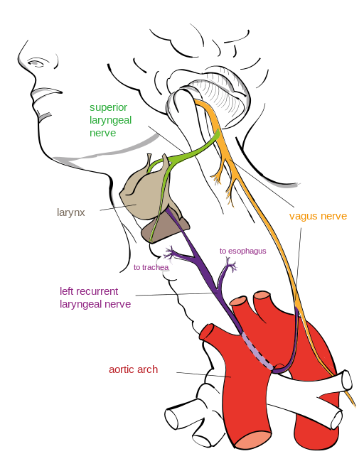 Hirnnerv X: Nervus vagus und nervus laryngeus recurrens: Schematische Abbildung mit Beschriftung