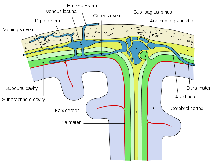 Diagramm-Abbildung der Hirnhäute