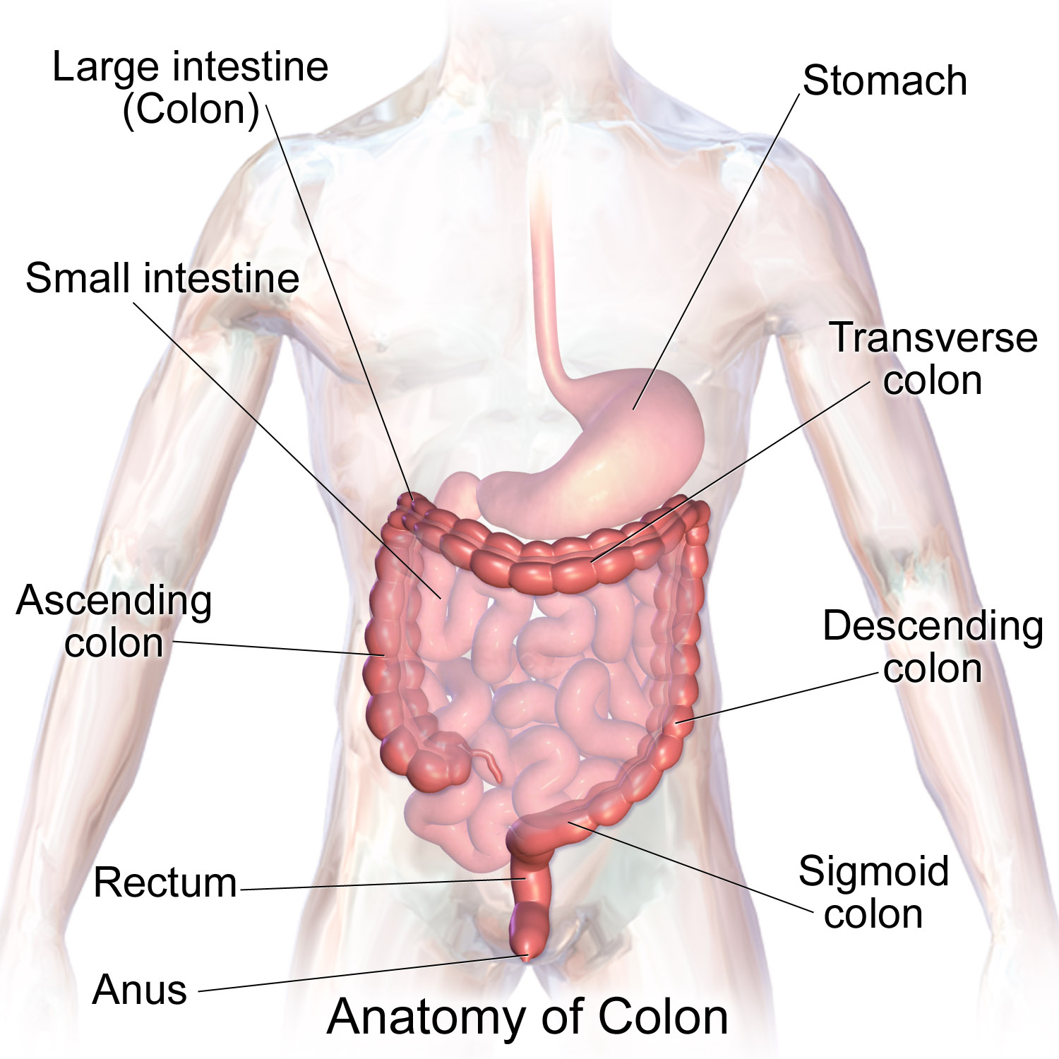 Blausen: Large Intestine Anatomy