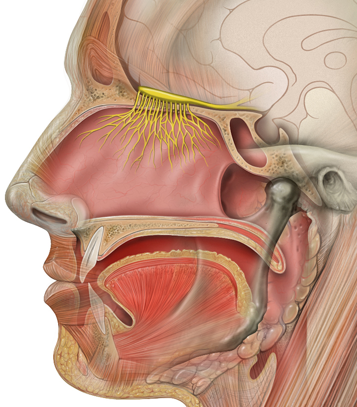 1. Olfaktorischer Hirnnerv (Nervus olfactorius): Schematische Abbildung