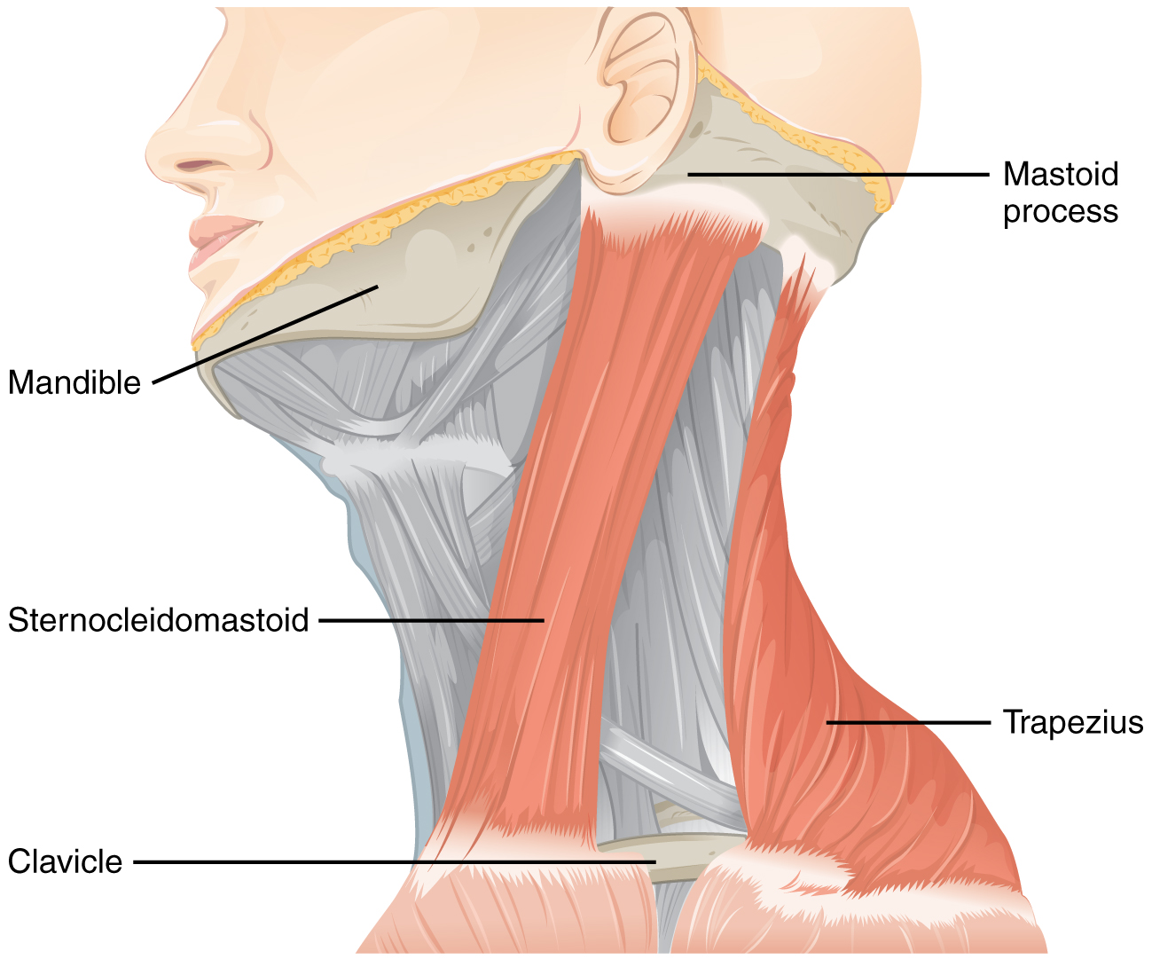 Muskel, die vom Hirnnerv XI: Nervus accessorius kontrolliert werden: Schematische Darstellung mit Beschriftung