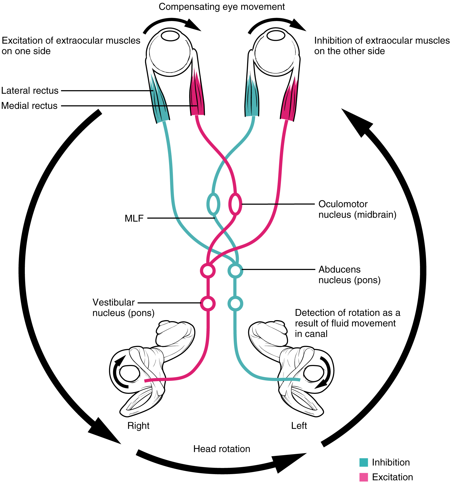 Vestibulookuläre Reflex (VOR) und Hirnnerv VIII: Nervus vestibulocochlearis