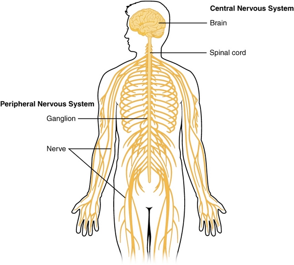 Aufbau des Nervensystems: Schematische Darstellung