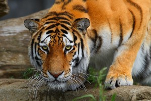 Tiger auf der Lauer