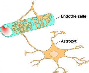 Schematische Darstellung des Endothels mit Astrozyten in der Blut-Hirn-Schranke
