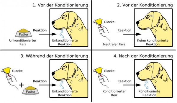 Schema der klassischen Konditionierung am Beispiel des Pawlowschen Hundes Schema der klassischen Konditionierung am Beispiel des Pawlowschen Hundes