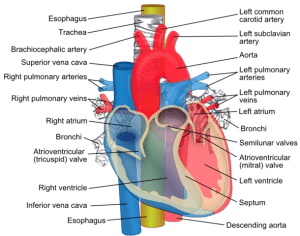 Osophagus Speiserohre Anatomie Physiologie Pathologie