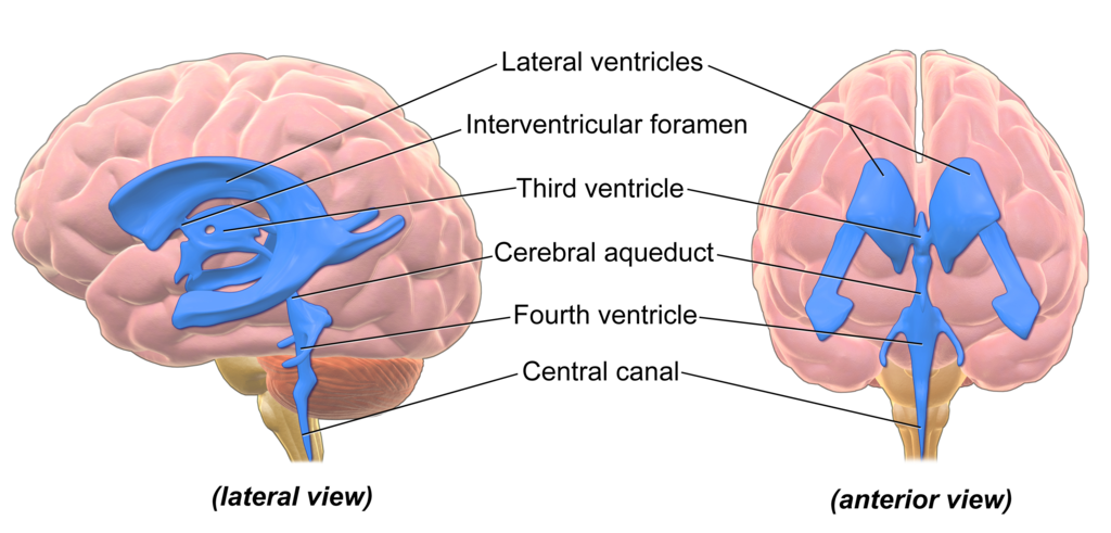 Blausen Ventricles Brain