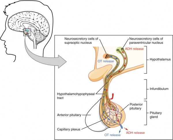 Schematische Darstellubng des Hypothalamus und der Hypophyse